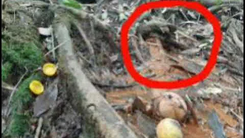 River Ethiope, the Mysterious River that flows from a tree in Nigeria #mystery #Nigeria  #Africa