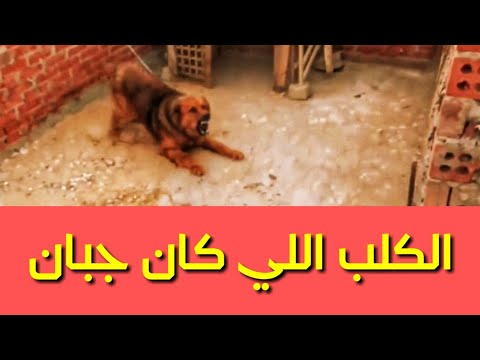 فيديو: كيف تحافظ على الكلب من الأثاث