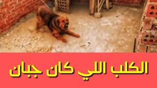 طريقة سهله غيرت بيها الكلب روي من كلب جبان لكلب شرس فك مفترس