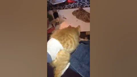 Watch the video about Timmy1