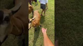 楊梅埔心牧場～餵羊吃飼料