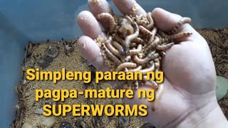 how to culture superworm