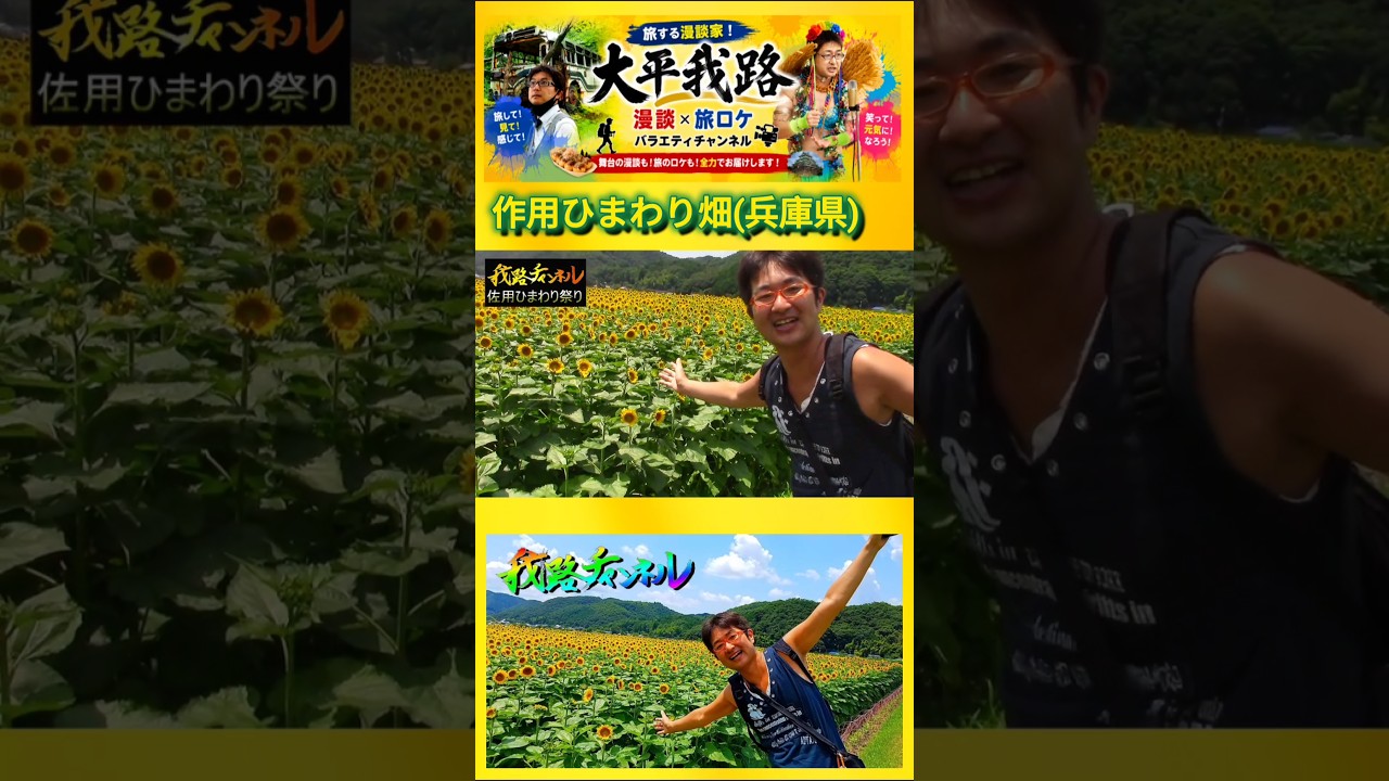 60-Second Tour] A Must-Visit This Summer! Breathtaking Sunflower