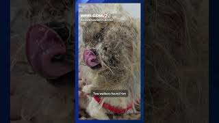 RISPCA looking for owner of neglected dog