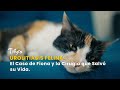 Urolitiasis Felina: El Caso de Fiona y la Cirugía que Salvó su Vida - TvAgro por Juan Gonzalo Angel