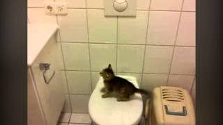 Epic Kitten Jump Fail! Epic Cat Video!