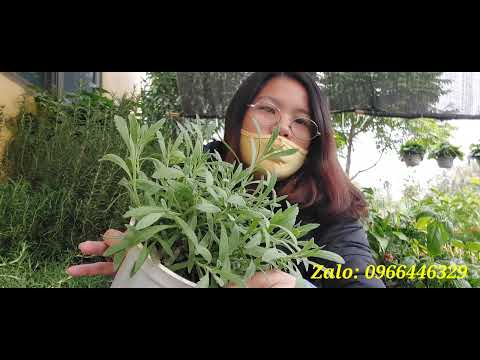 Video: Học Cách Trồng Cỏ Xạ Hương Trong Vườn