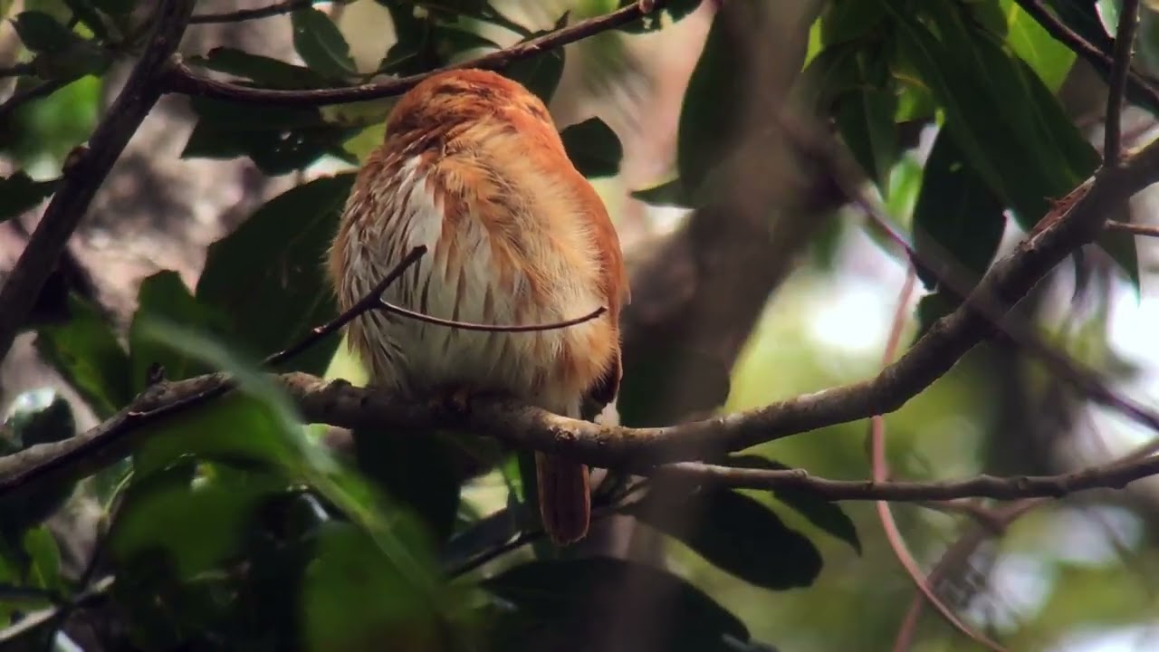 Ferruginous Pygmy Owl
