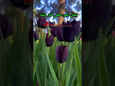 الابتلاء 🌷#بدون_موسيقى