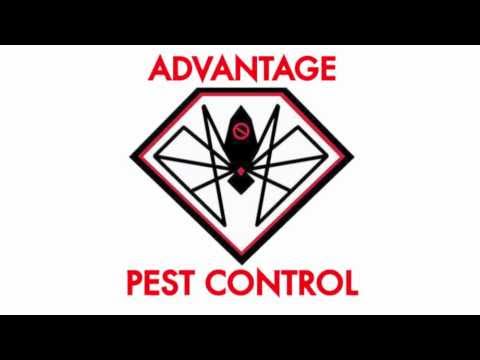 Bed Bugs in an apartment in MA | Bed Bug Extermina...