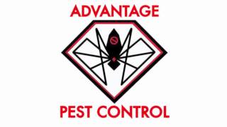 Bed Bugs in an apartment in MA | Bed Bug Exterminator