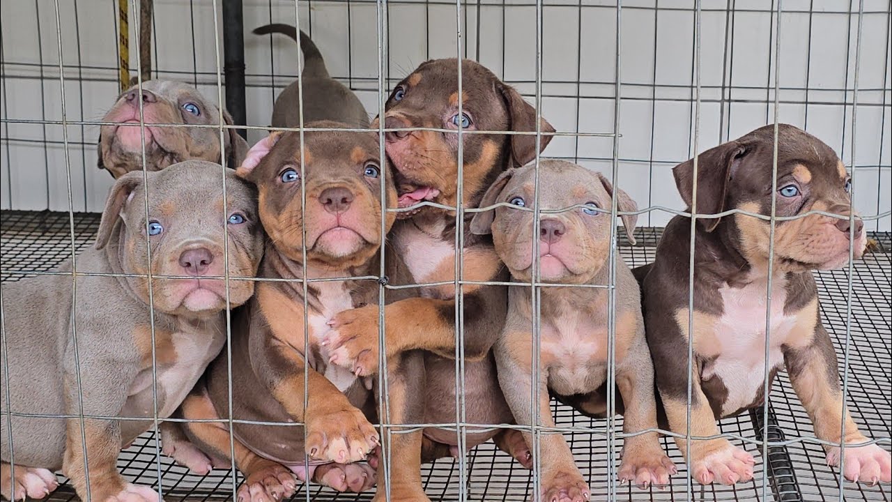 FILHOTES INCRÍVEIS COM A QUALIDADE THE BEST BULL 