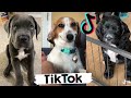 TIK TOK Doggos That Will Make You Laugh ~  Cutest TikTok Puppies