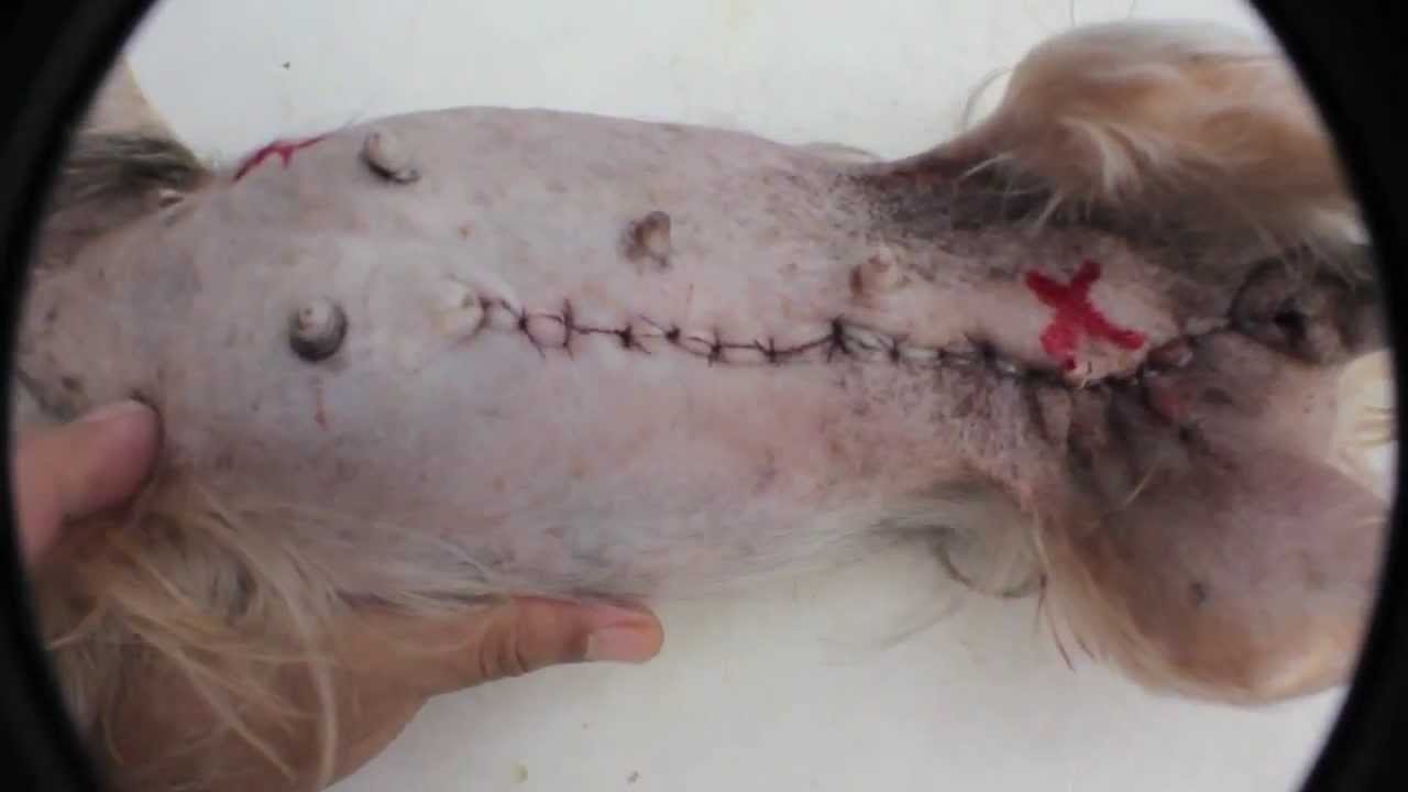laika dog death video laika dog death video