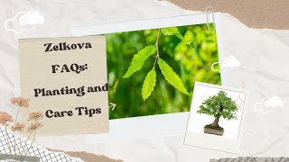 Zelkova FAQs Planting and Care Tips