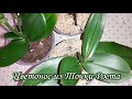 Орхидеи с Цветонос из Точки Роста