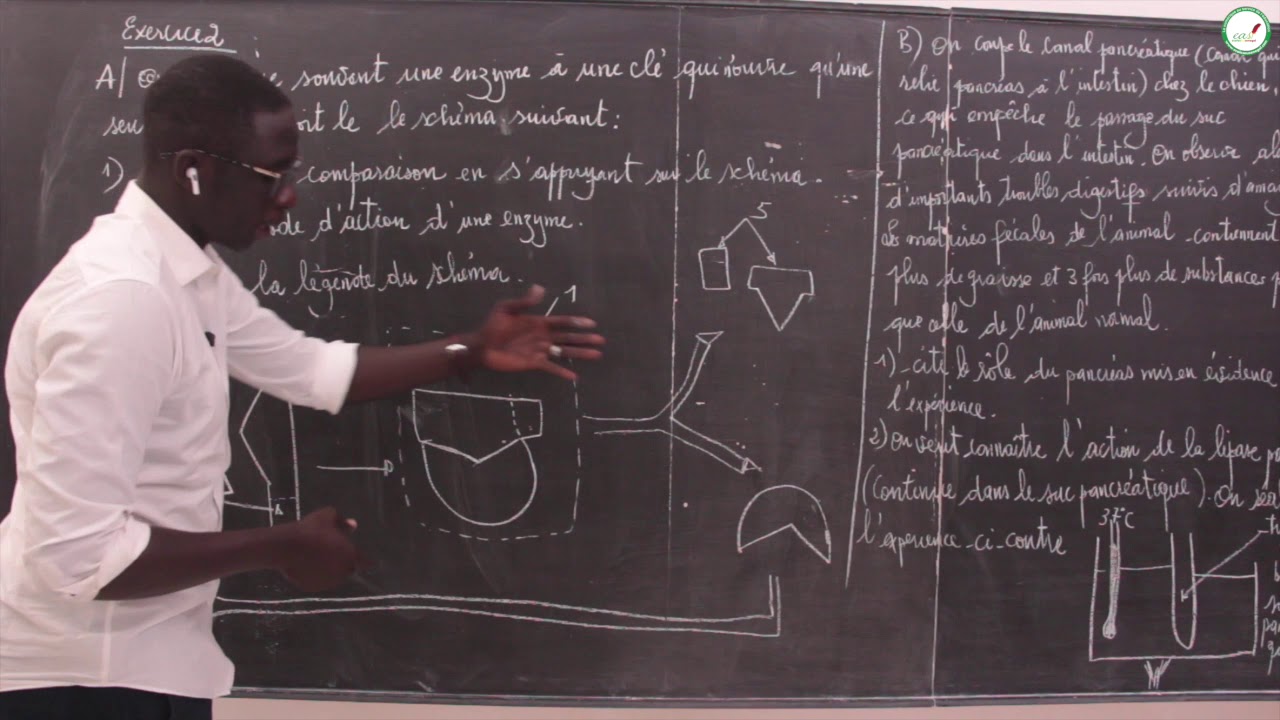Exercices - Première S - SVT : Alimentation, digestion et la libération d'énergie / Exo 2 / M. Beye