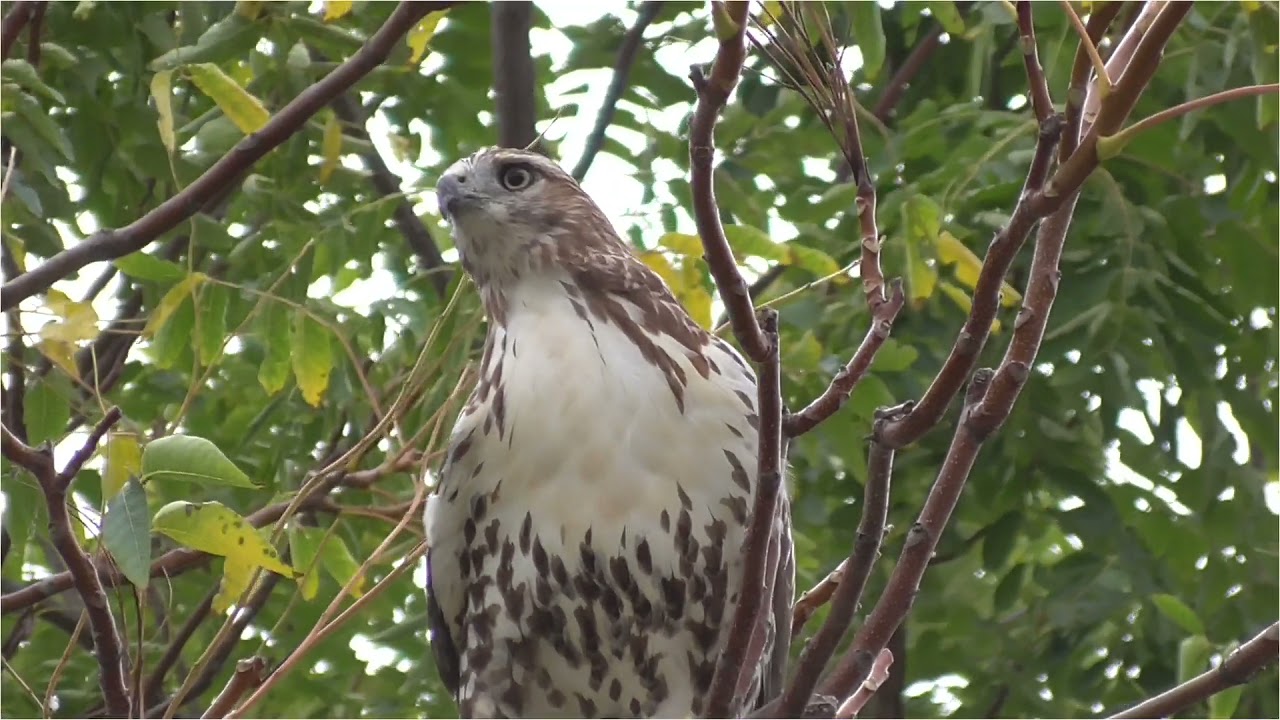 Michigan Red-tailed Hawk 092121