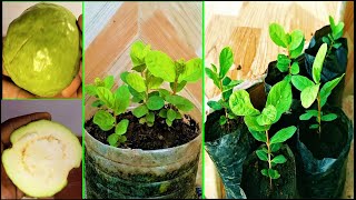 How to grow Guava tree from seeds easily | 03 month results from green fruit