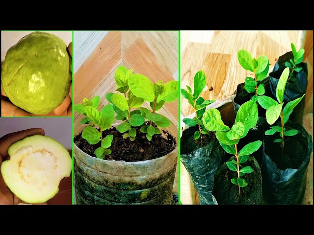 How to grow Guava tree from seeds easily | 0-3 month results from green  fruit - YouTube