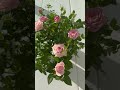 The MINIATURE ROSE Trick That's Saving Gardeners Time and Effort