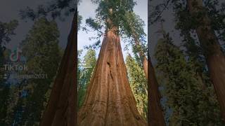 Sequoia National Park #nature #naturelovers #inspiration #inspirational #roadtrip #breathe #sequoia