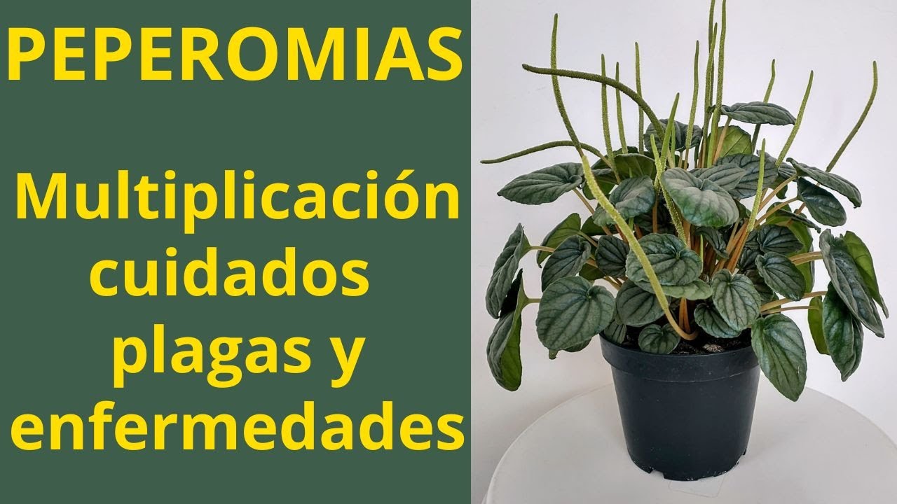 PEPEROMIAS, Multiplicación, Cuidados, Plagas y enfermedades