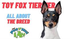 All About the Breed: Toy Fox Terrier