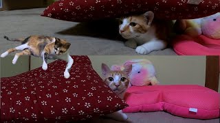 A cat rushes into a red cushion like a bullfight by あいねこ.Aineko 251 views 2 weeks ago 4 minutes, 52 seconds