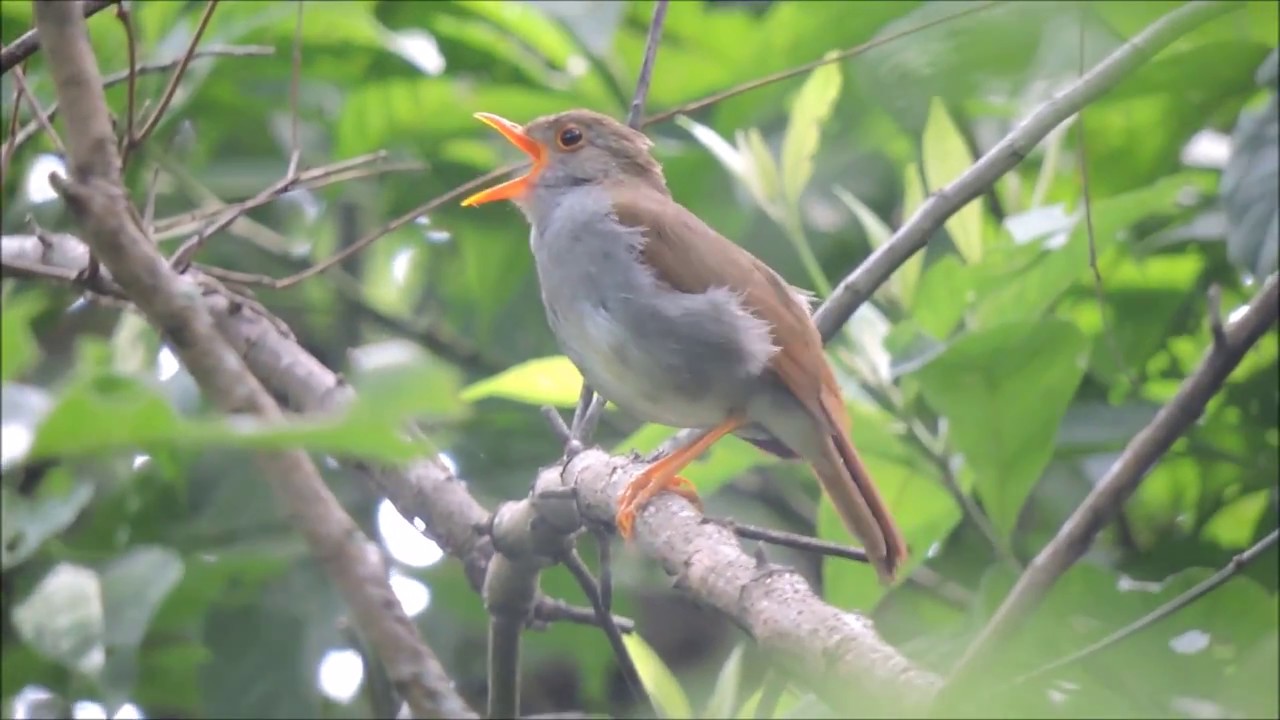Orange-billed Nightingale-Thrush (Catharus aurantiirostris) 