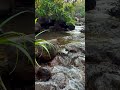Waterfall Sounds for Insomnia 🌊 Deep Sleep Therapy #Shorts