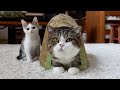 ねずみの爪とぎとねこ。-Mouse shaped scratching board and cats.-