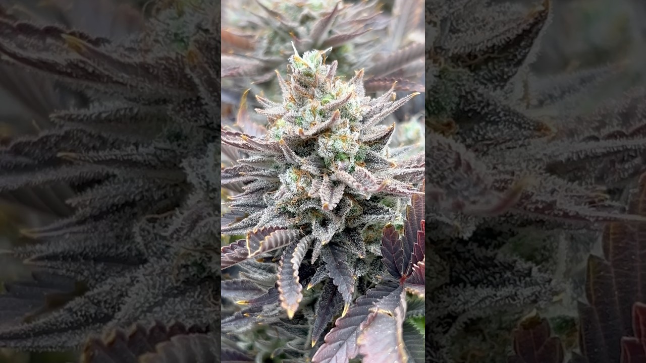 CULTIVO ESQUEJES KORENJI en su DÍA 63 