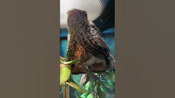 Check out our frilled lizard showing off those epic frills!