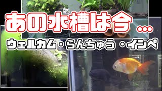 コケまみれの水槽 インペリアルゼブラプレコのその後 そしてらんちゅうの受難 あの水槽は今...