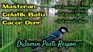 Masteran gelatik batu gacor paling mewah tembakan dan variasinya