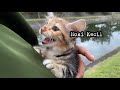 Jalan pagi bersama Hoki🐈☘️🐈‍⬛🏞️  || KucingIndonesia