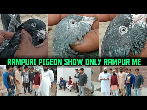 Rahil Bhai (29)(रामपूरी)( कबूतर) RAMPURI PIGEON SHOK KIJIYE MURAD BHAI OR RAHIL ...
