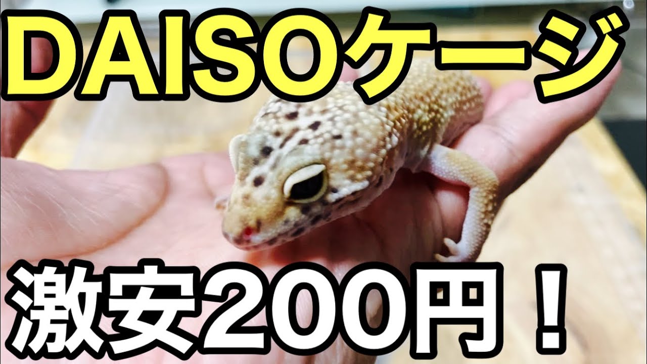 激安DAISOケージに引っ越します【爬虫類】DAISOシューズケース レオパ