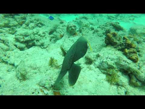 Is this an ancient skull or head statue found underwater in Florida Keys?