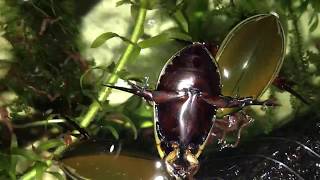 コガタノゲンゴロウの紹介