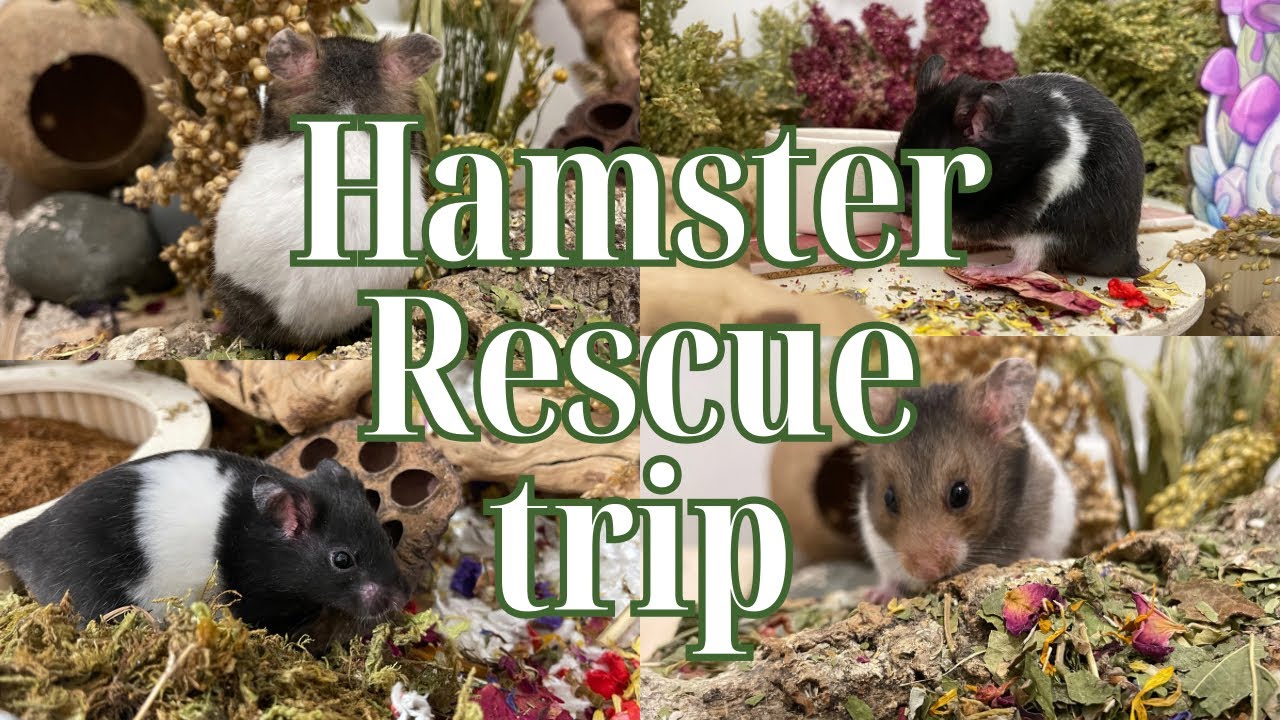 Hamster Rescue Centers Discussion Reference: Hamster Rescue Trip Vlog