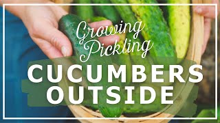 Growing Pickling Cucumbers Outside