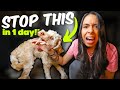 PUPPY BITING STOPPED in ONE day! 🙌 Aggressive puppy biting tips that actually work