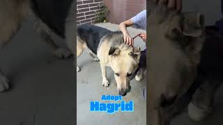 Adopt Hagrid - Dekalb County Animal Services, Chamblee, GA