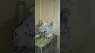 Узбекские голуби фото Güvercinler pigeon culbutant Ouzbékistan