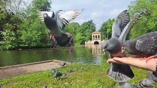 Crazy Pigeons