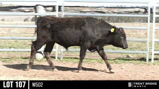 LOT 107 W502