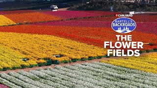 Instagram boosts Carlsbad's Flower Fields into a blooming star attraction | Bartell's Backroads