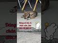 SAO NGỒI RẦU RỈ vậy cún ơi! #Tú Vân Cooking #dog #pets #animals